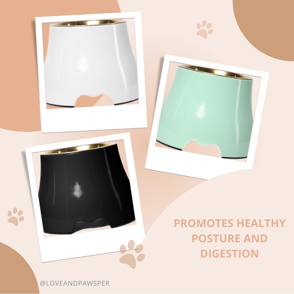 Elevated Gold Stainless Steel Dog Pet Bowl Mint Green Raises - Picture 3 of 8